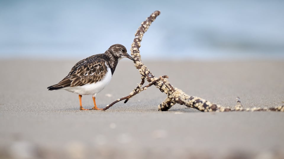 Ruddy Turnstone eating I