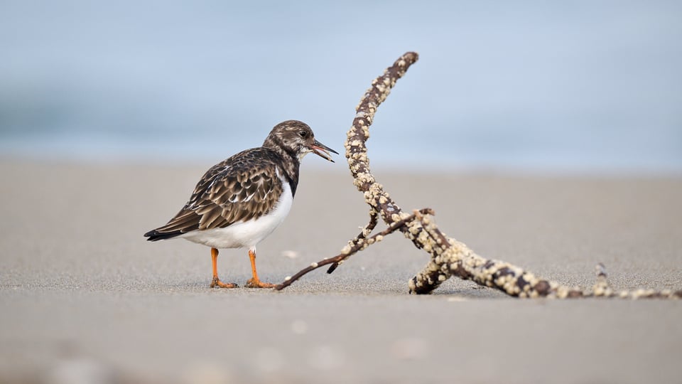 Ruddy Turnstone eating II