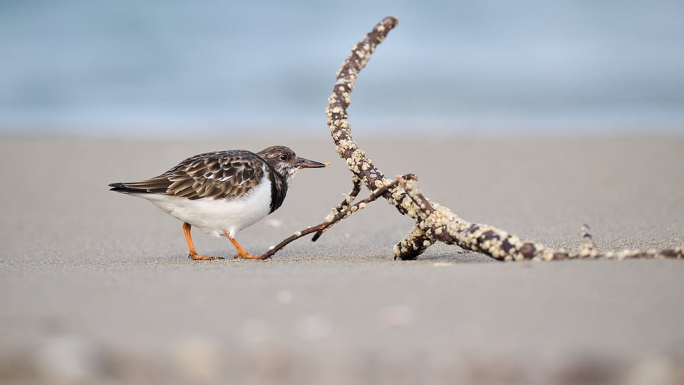 Ruddy Turnstone eating III