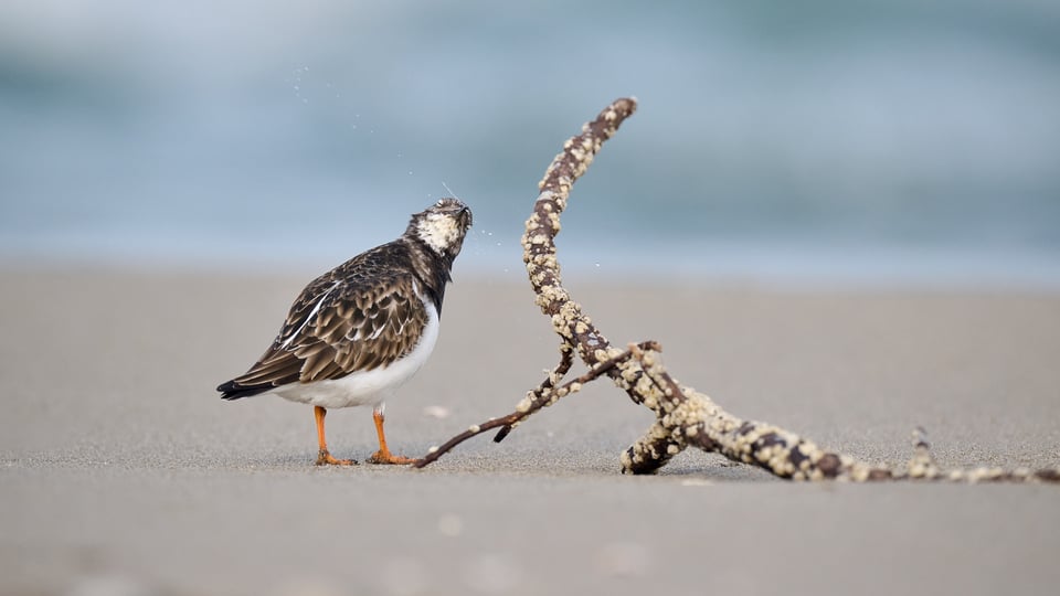 Ruddy Turnstone eating IV