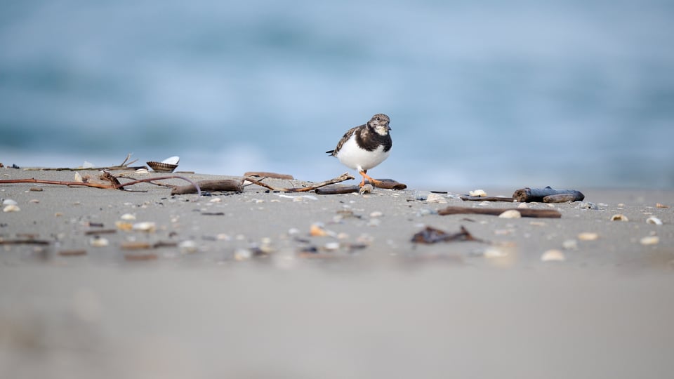 Ruddy Turnstone in the environment