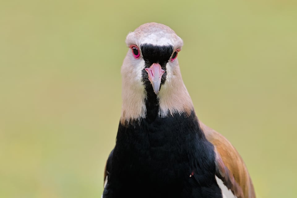 SouthernLapwing_Front_Jason_Polak