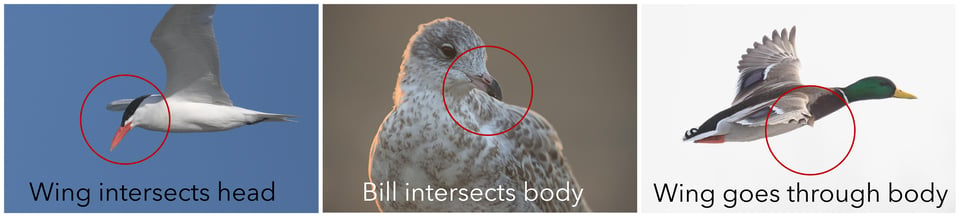 diagram_avoid_intersections_bird_photography