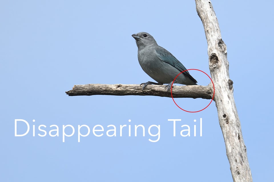 diagram_disappearing_tail