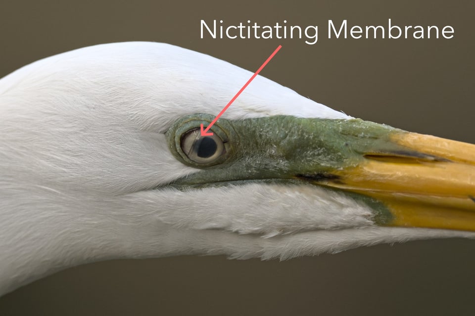 diagram_nictitating_membrane