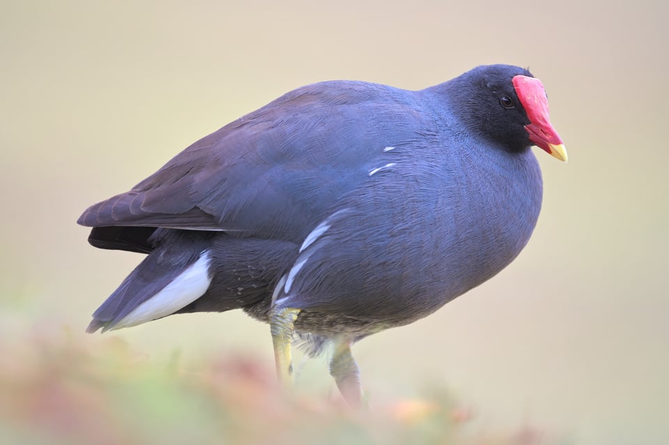 gallinule_after_Jpolak