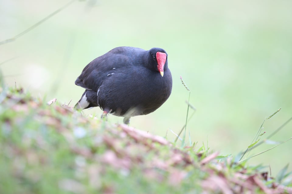 gallinule_before_Jpolak