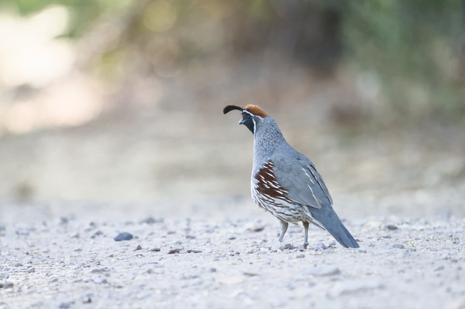 quail_before_Jason_Polak