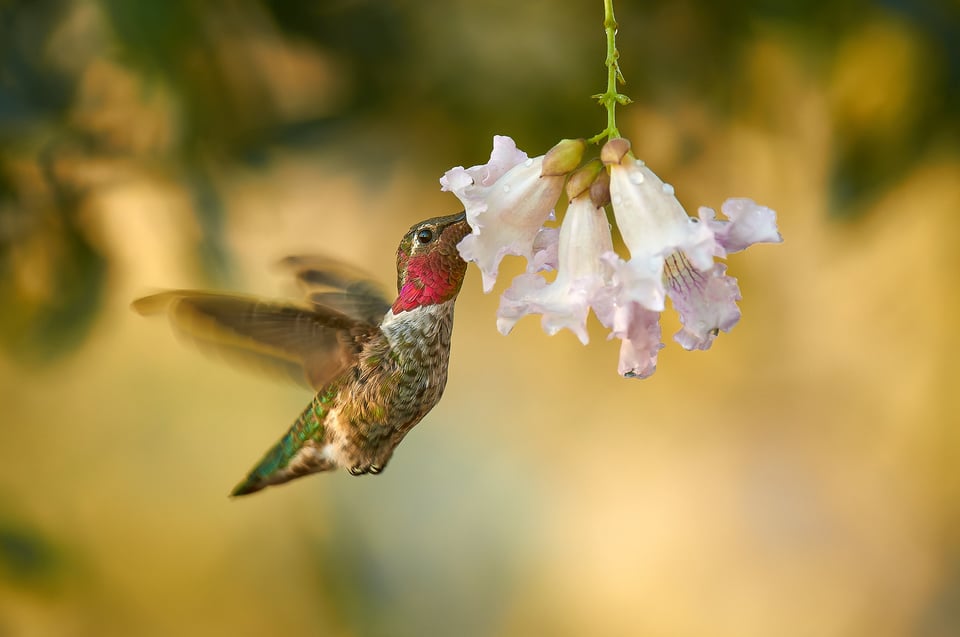 Anna's Hummingbird_Calypte anna_Libor_DSC0834