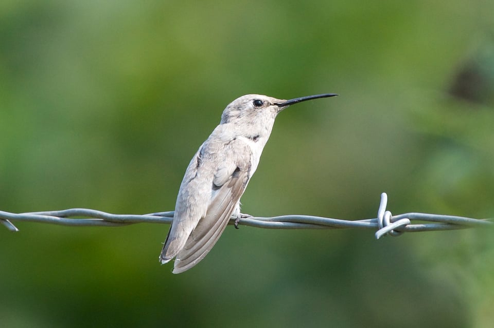 Anna's Hummingbird_Calypte anna_Philip VanGelder