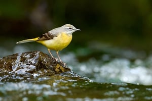 Gray Wagtail_Prague_LVP5491