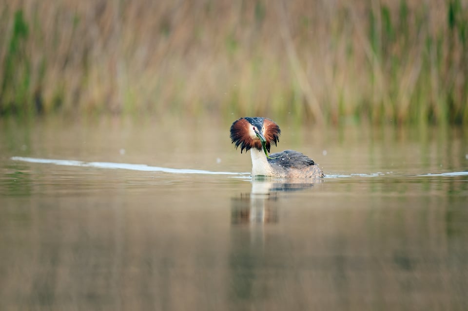 Great Crested Grebe approaching with the gift