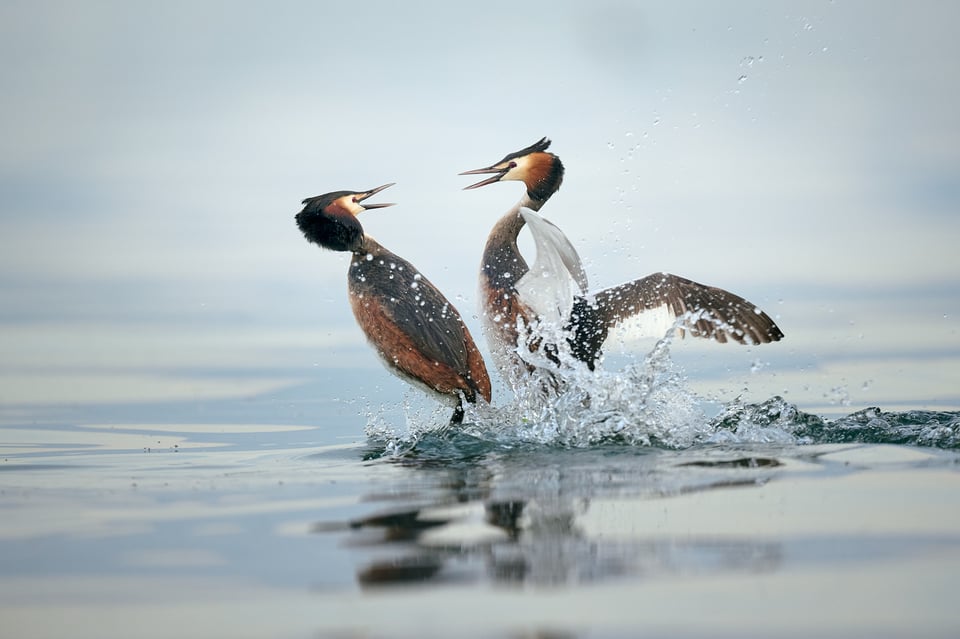 Great Crested Grebe fighting