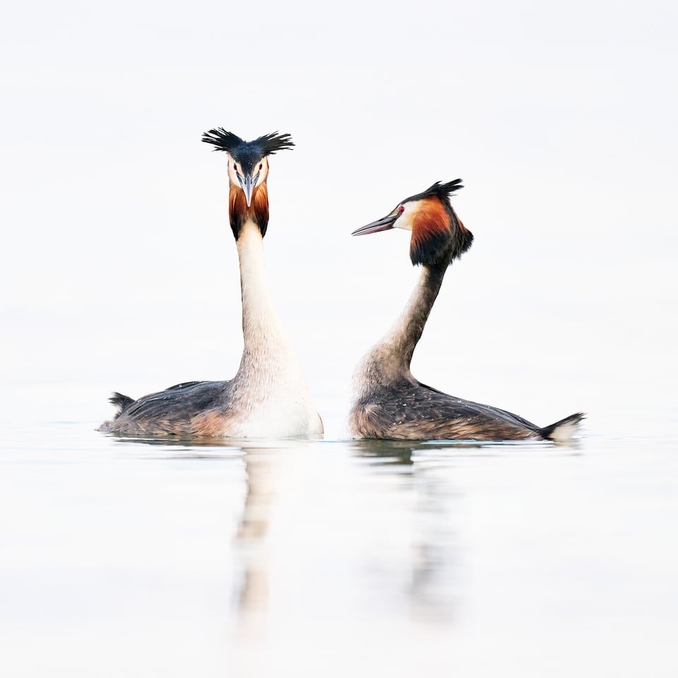 Great Crested Grebe gift courtship in high key