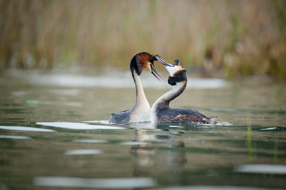 Great Crested Grebe gift courtship