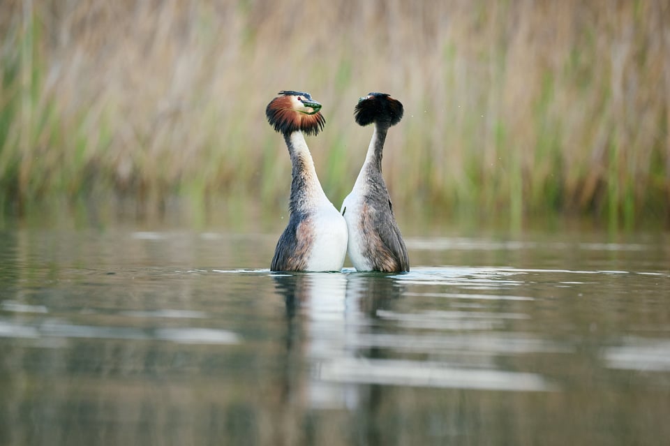 Great Crested Grebe gift exchange