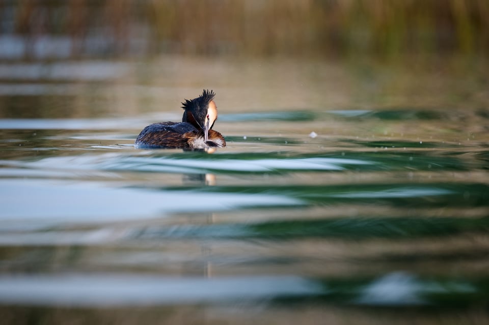 Great Crested Grebe grooming