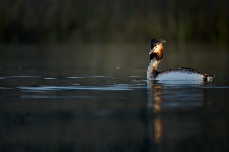 Great Crested Grebe in great light