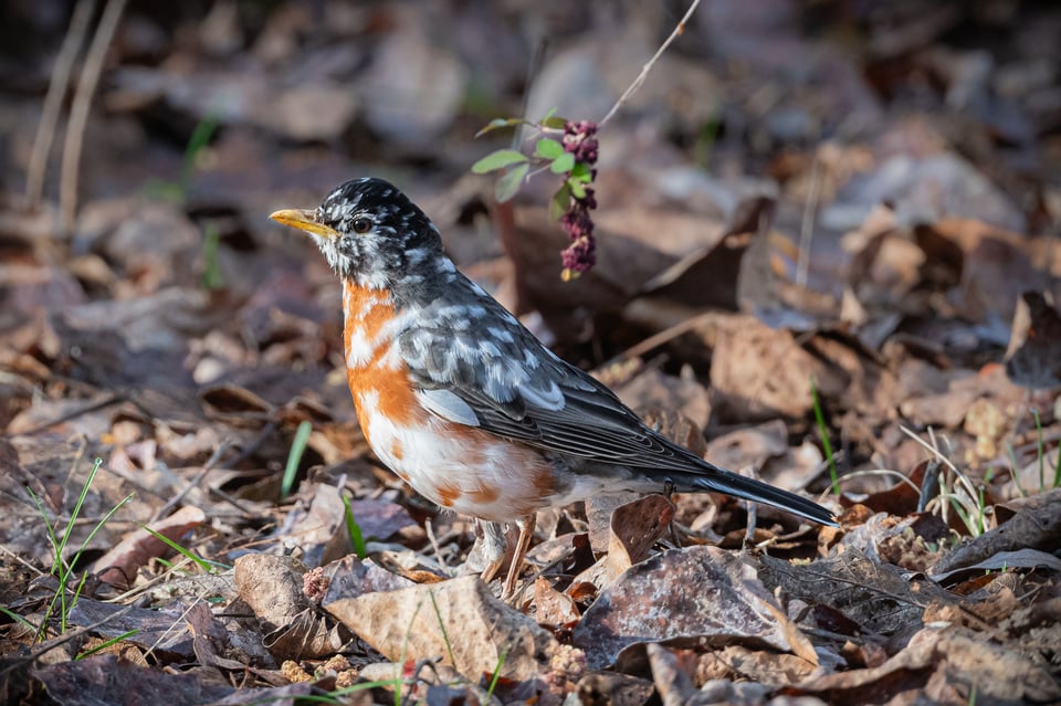 Guy Impey_American Robin_Turdus migratorius_Canada_Leucistic