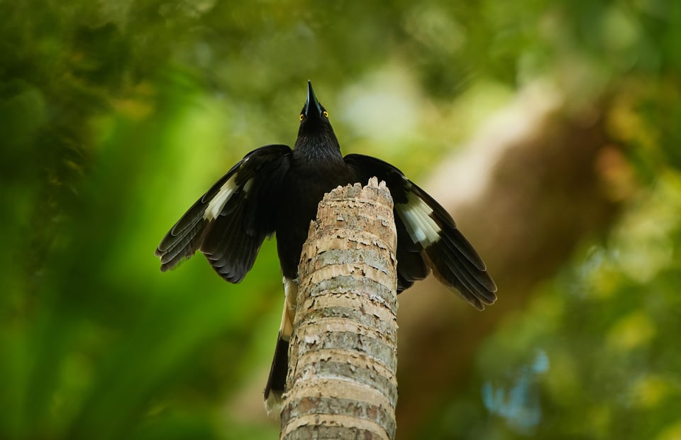 Leucistic birds_Libor (1)