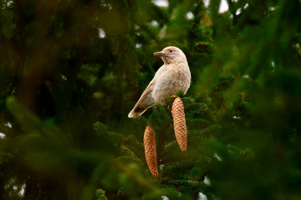 Leucistic birds_Libor (2)