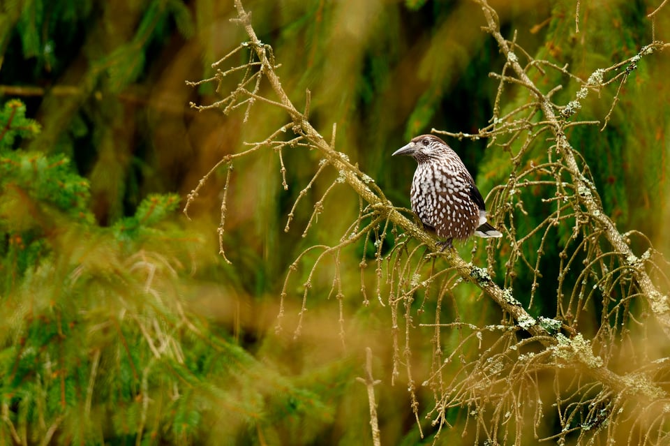 Leucistic birds_Libor (3)