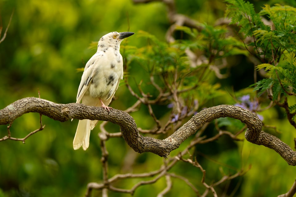 Leucistic birds_Libor (4)