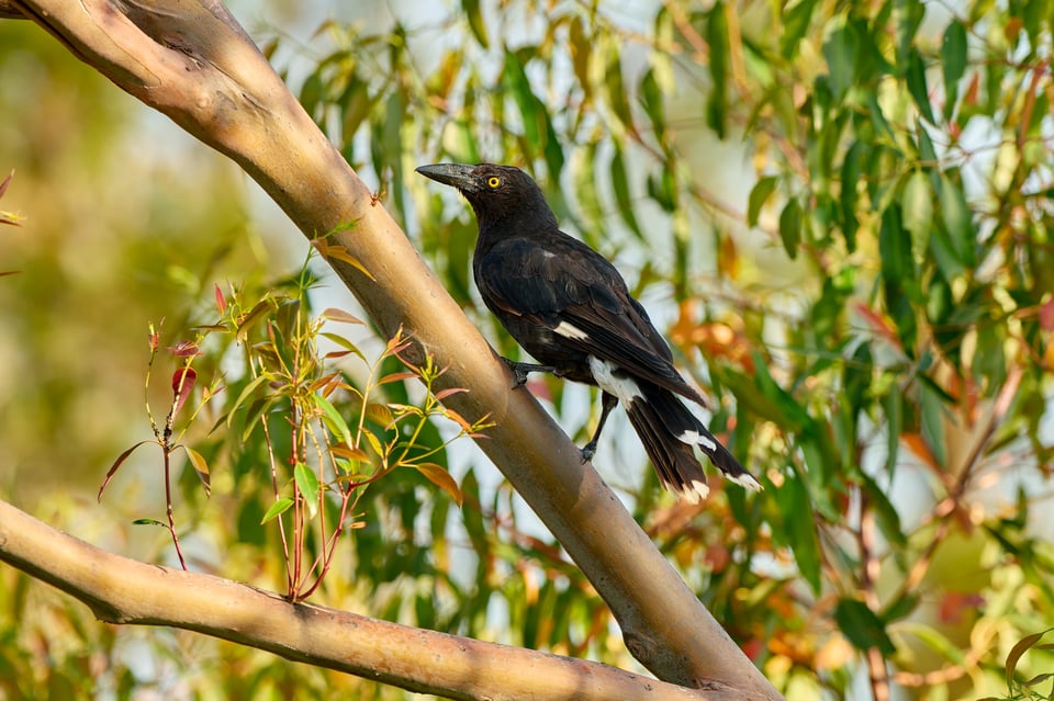 Leucistic birds_Libor (6)