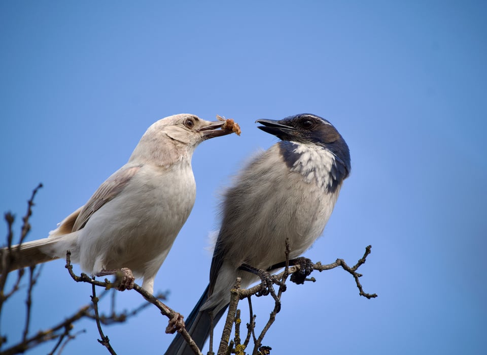 Lucy and Mr Jay_California Scrub-Jay_Aphelocoma californica_Philip VanGelder