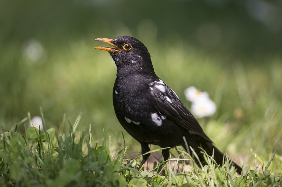 Michael Gerber_Eurasian Blackbird_Turdus merula_Switzerland