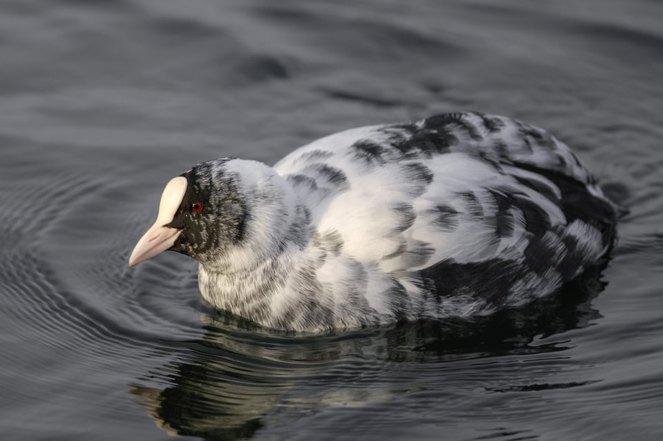 Michael Gerber_Eurasian Coot_Fulica atra_Switzerland