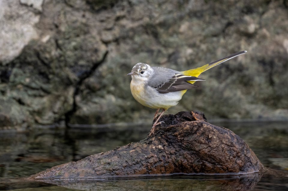 Michael Gerber_Gray Wagtail_Motacilla cinerea_Switzerland