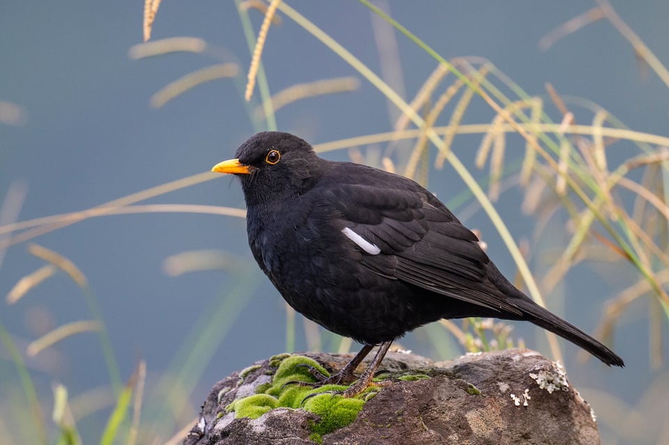 Michael Gerber__Eurasian Blackbird_Turdus merula_Azores