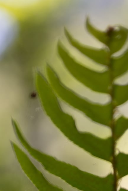 Nikon-Z-MC-50mm-f2.8-Macro-Lens-Bokeh-Crop-00003