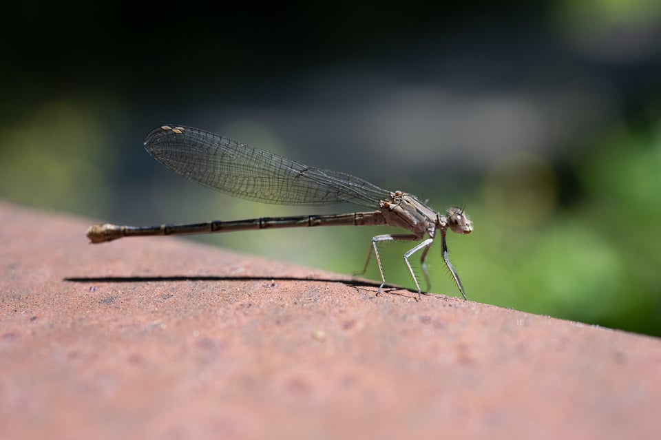 Nikon-Z-MC-50mm-f2.8-Macro-Lens-Sample-Photo-00003