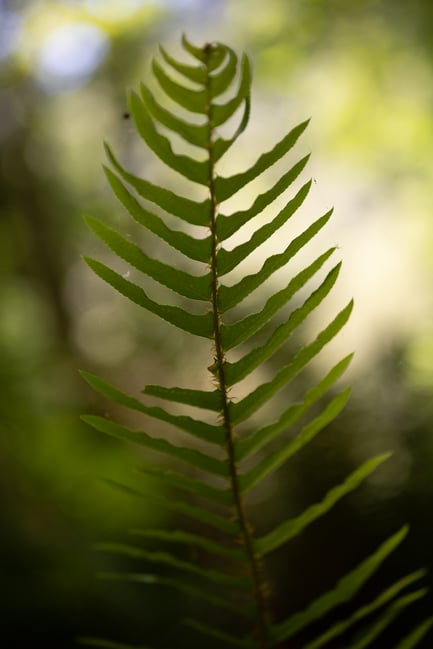 Nikon-Z-MC-50mm-f2.8-Macro-Lens-Sample-Photo-00004