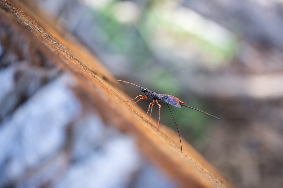 Nikon-Z-MC-50mm-f2.8-Macro-Lens-Sample-Photo-00016