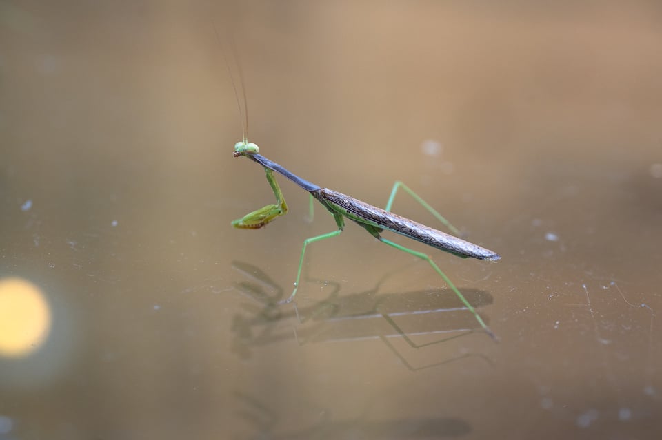 Nikon-Z-MC-50mm-f2.8-Macro-Lens-Sample-Photo-00029