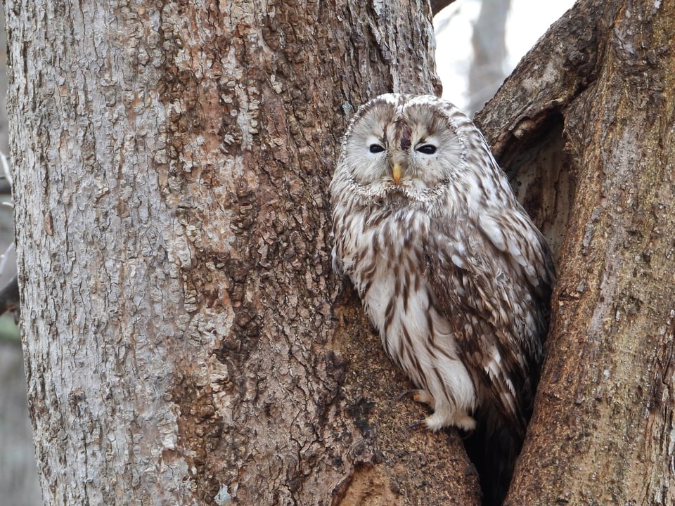 Nikon_P1100_Owl