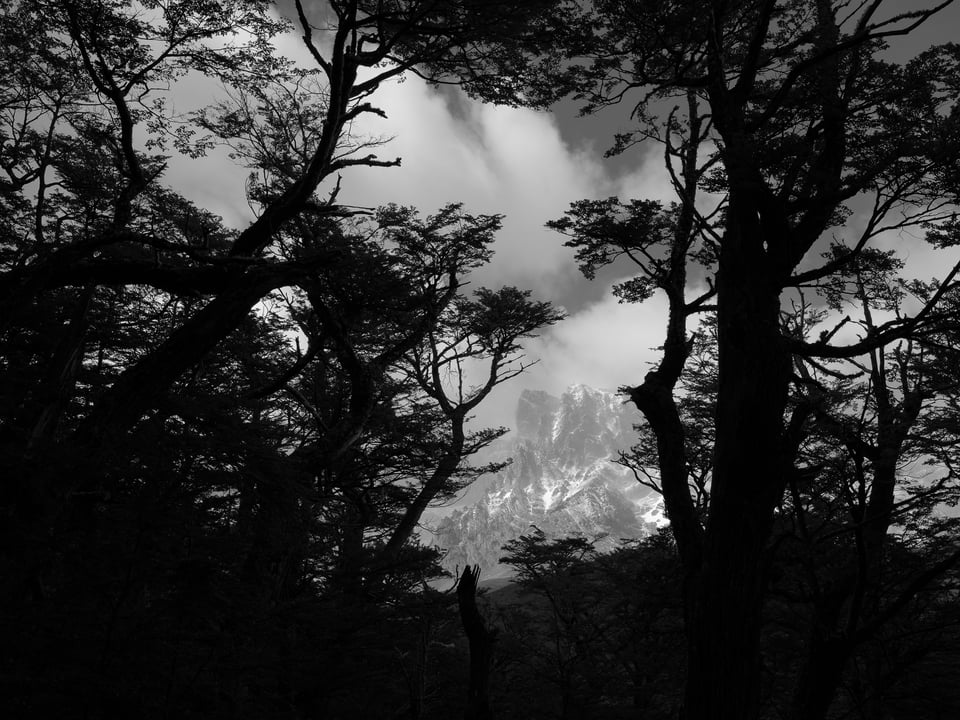 Patagonia Black and White photo of trees and distant mountain