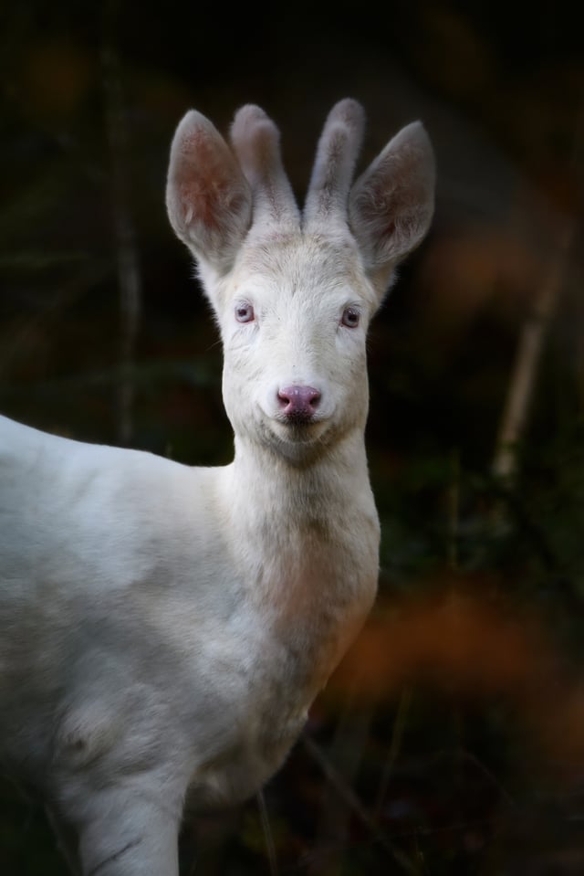 Pierre Watson_Roe Deer_Capreolus capreolus_Albinotic (1)