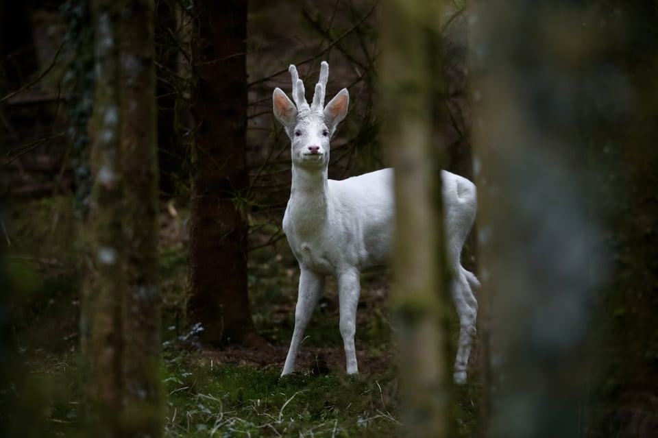 Pierre Watson_Roe Deer_Capreolus capreolus_Albinotic (2)