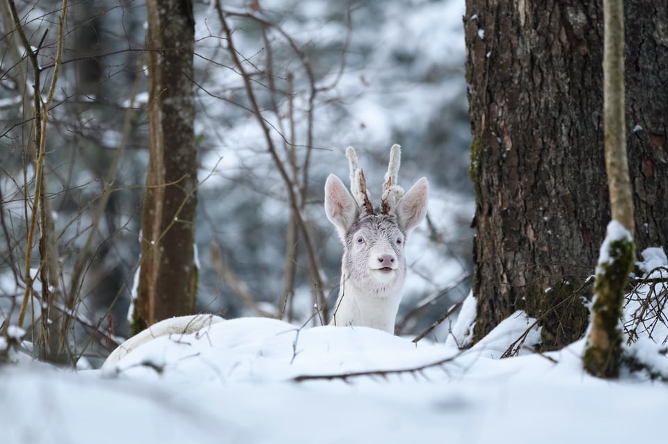 Pierre Watson_Roe Deer_Capreolus capreolus_Albinotic (3)