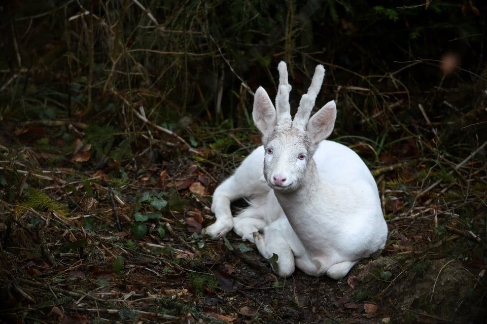 Pierre Watson_Roe Deer_Capreolus capreolus_Albinotic (5)