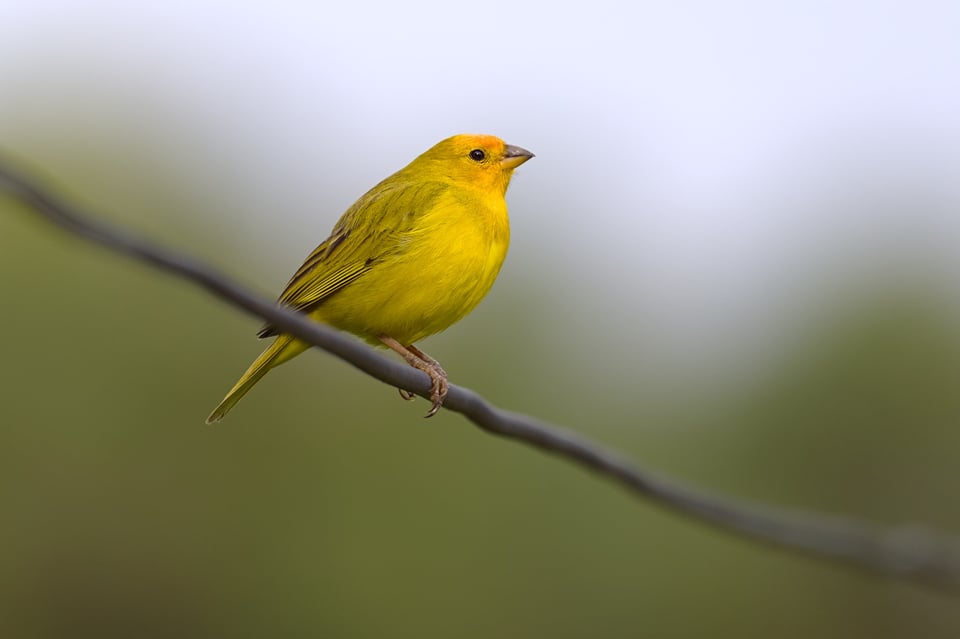 Saffron_Finch_Jason_Polak_01