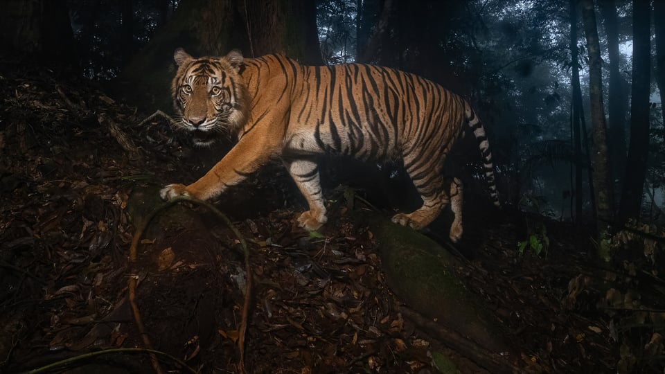 Adult male - prozatím nepublikováno - Sumatra