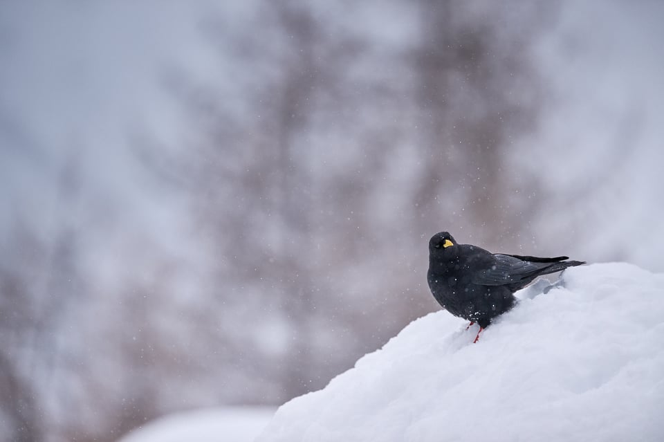 Alpine chough on the snow