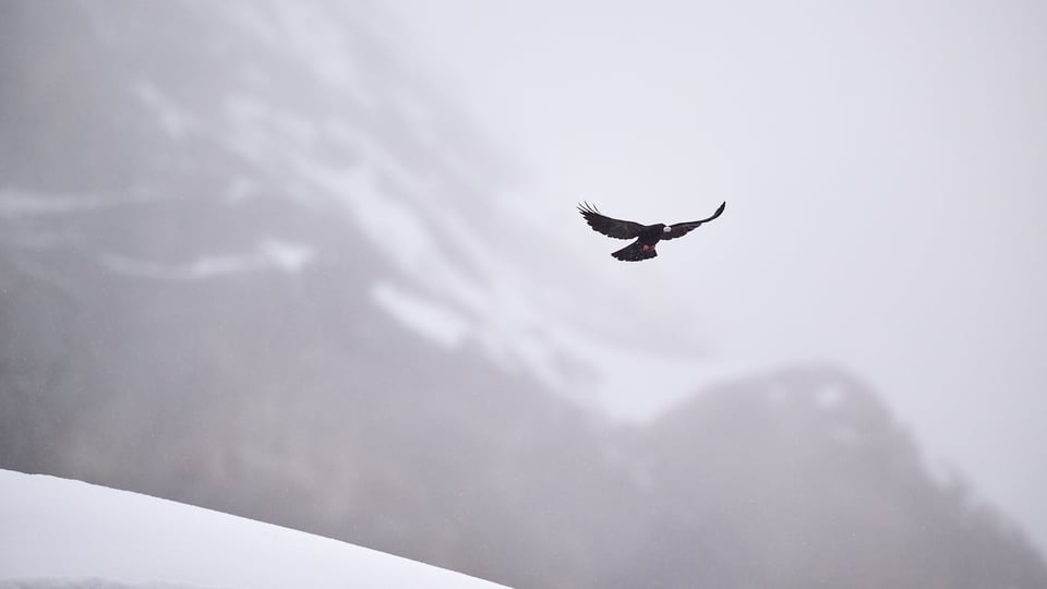 Alpine chough