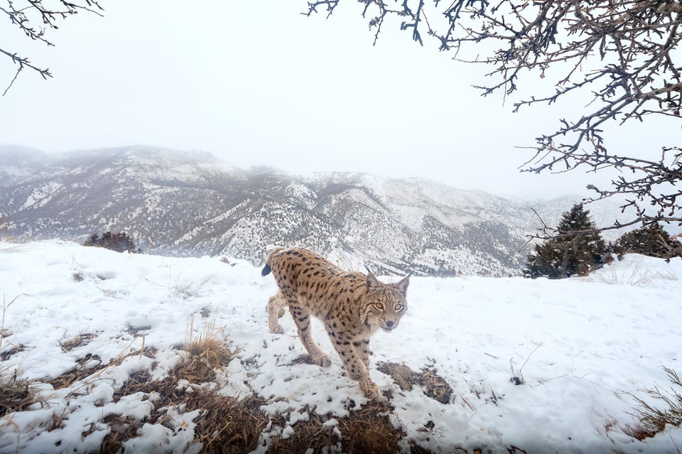 Caucasian lynx (Lynx lynx dinniki)