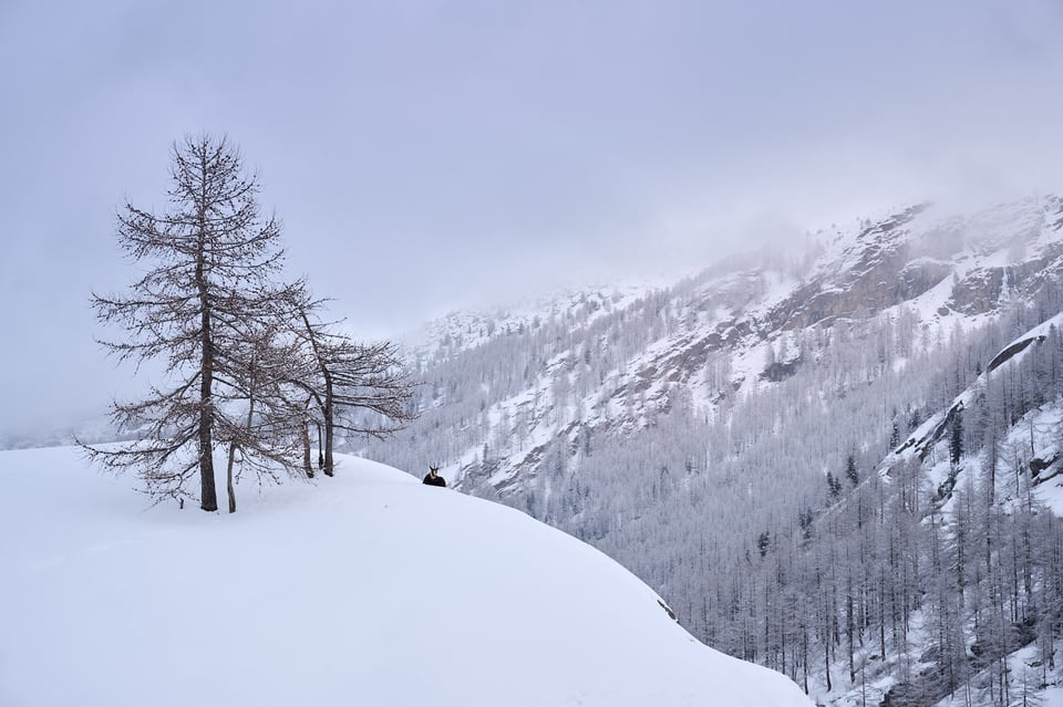 Chamois animalscape